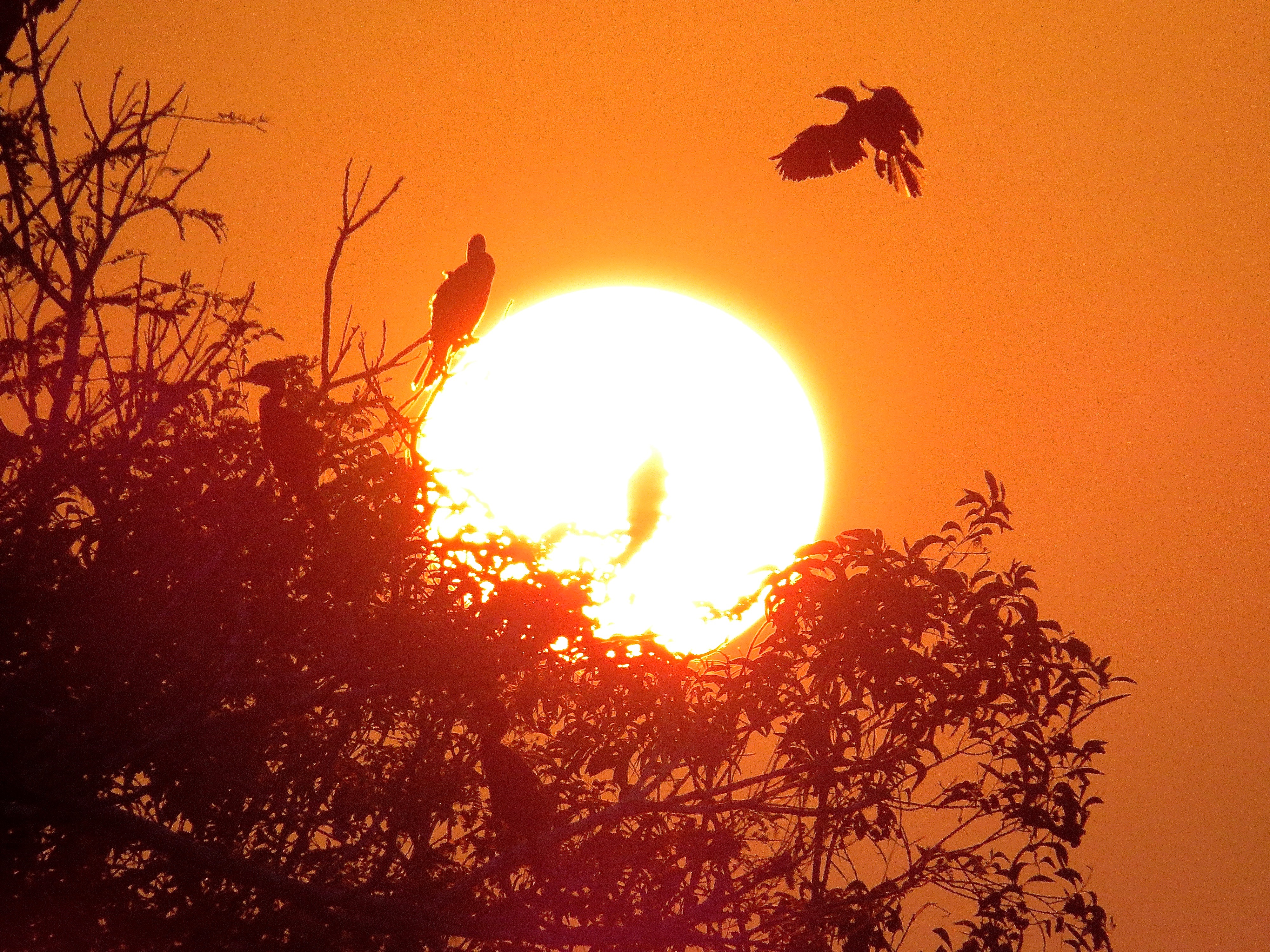 Kazhipattur-cormorants