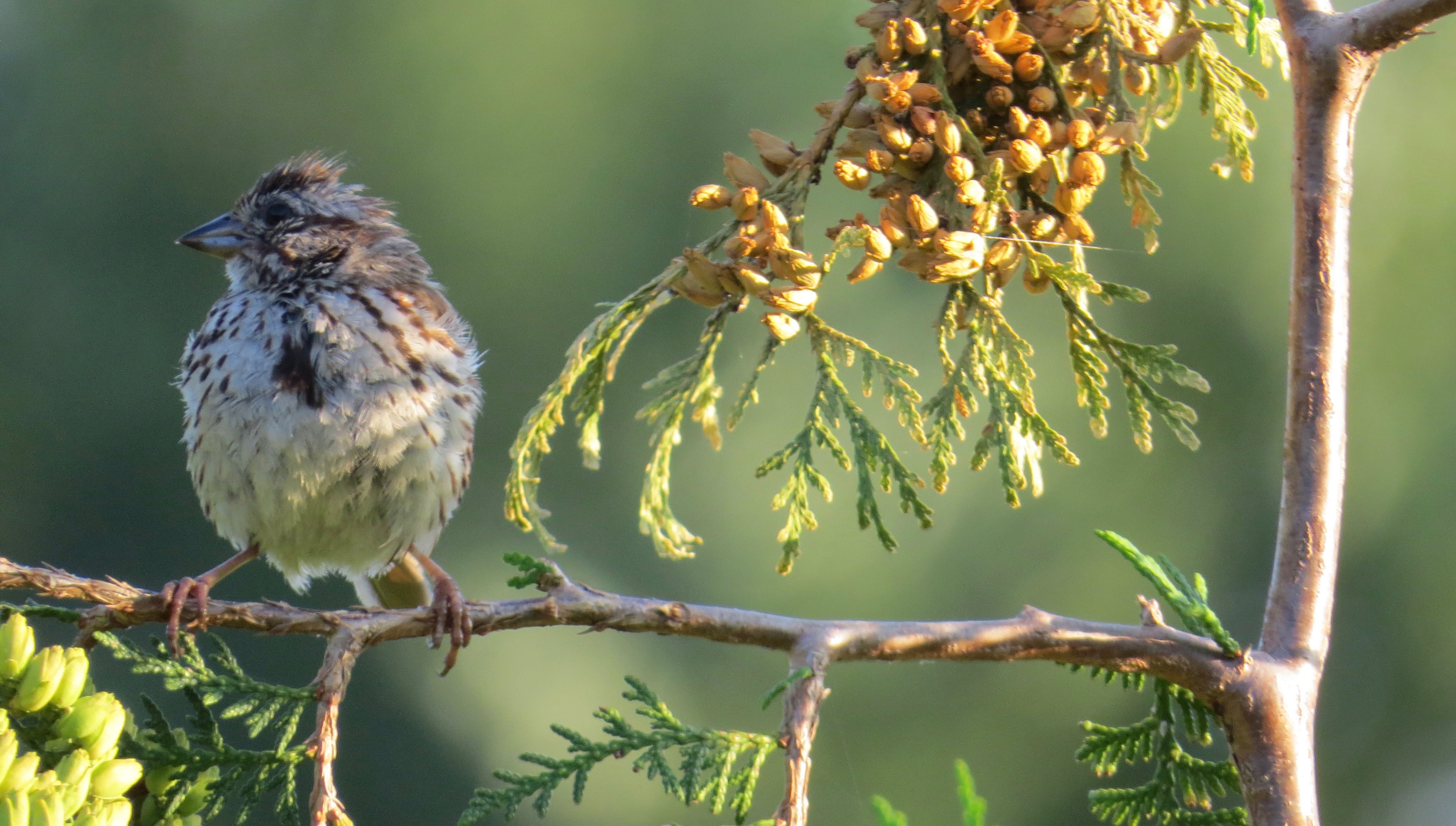 Song Sparrow, Newmarket, Ontario