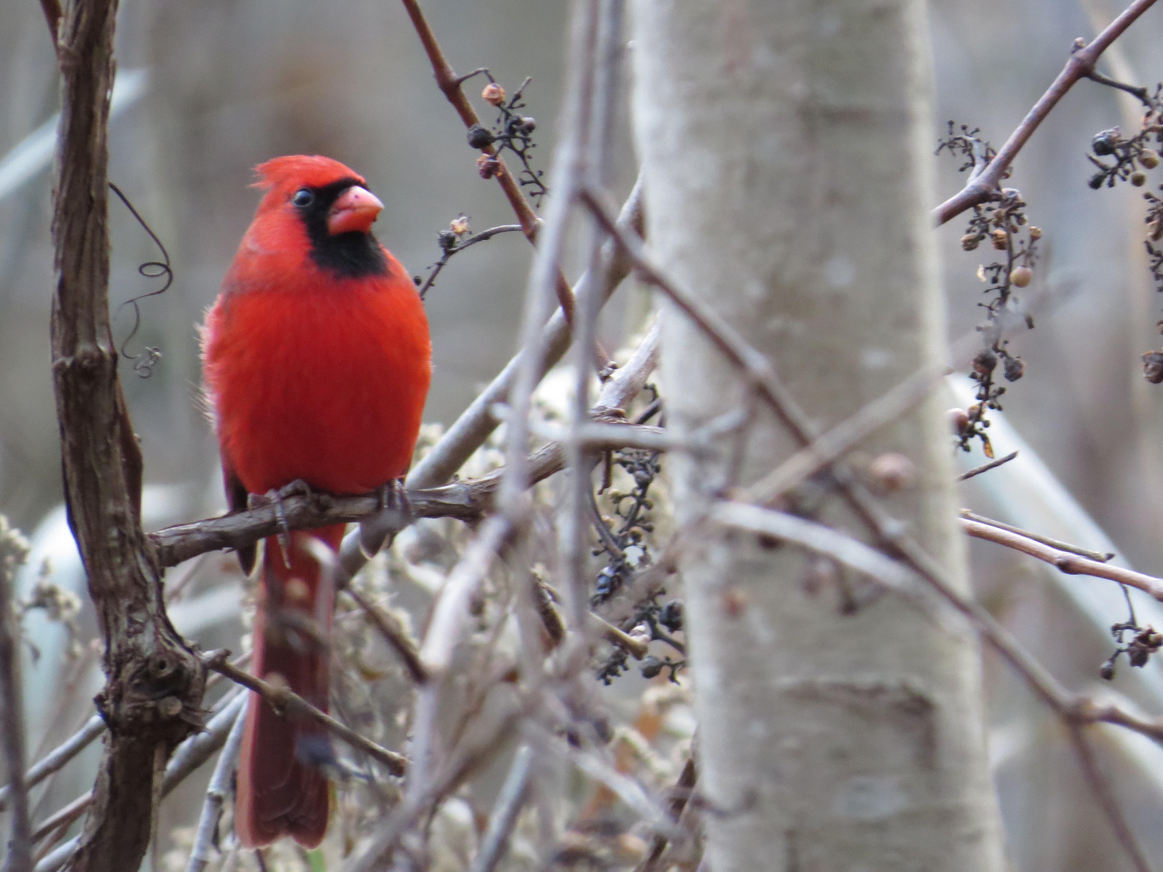 Northern Cardinal (male), Mississauga