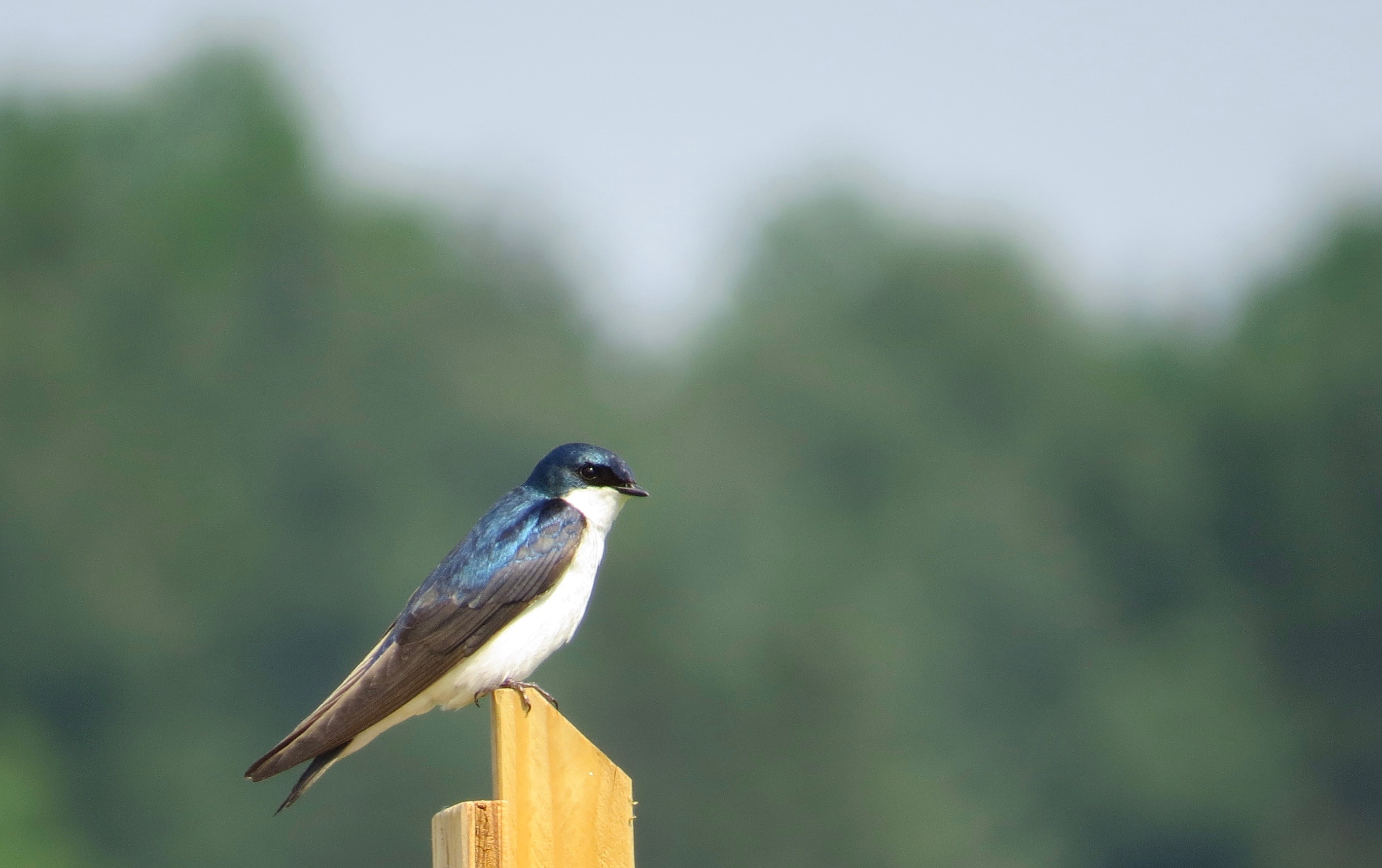 Tree Swallow, Moountberg, Ontario