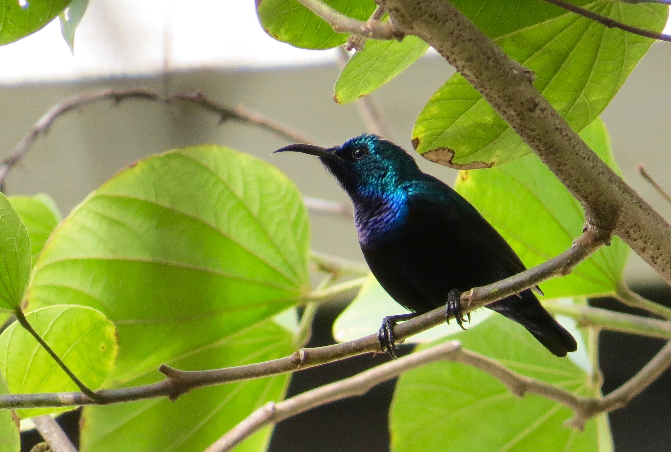 Purple sunbird, CMI