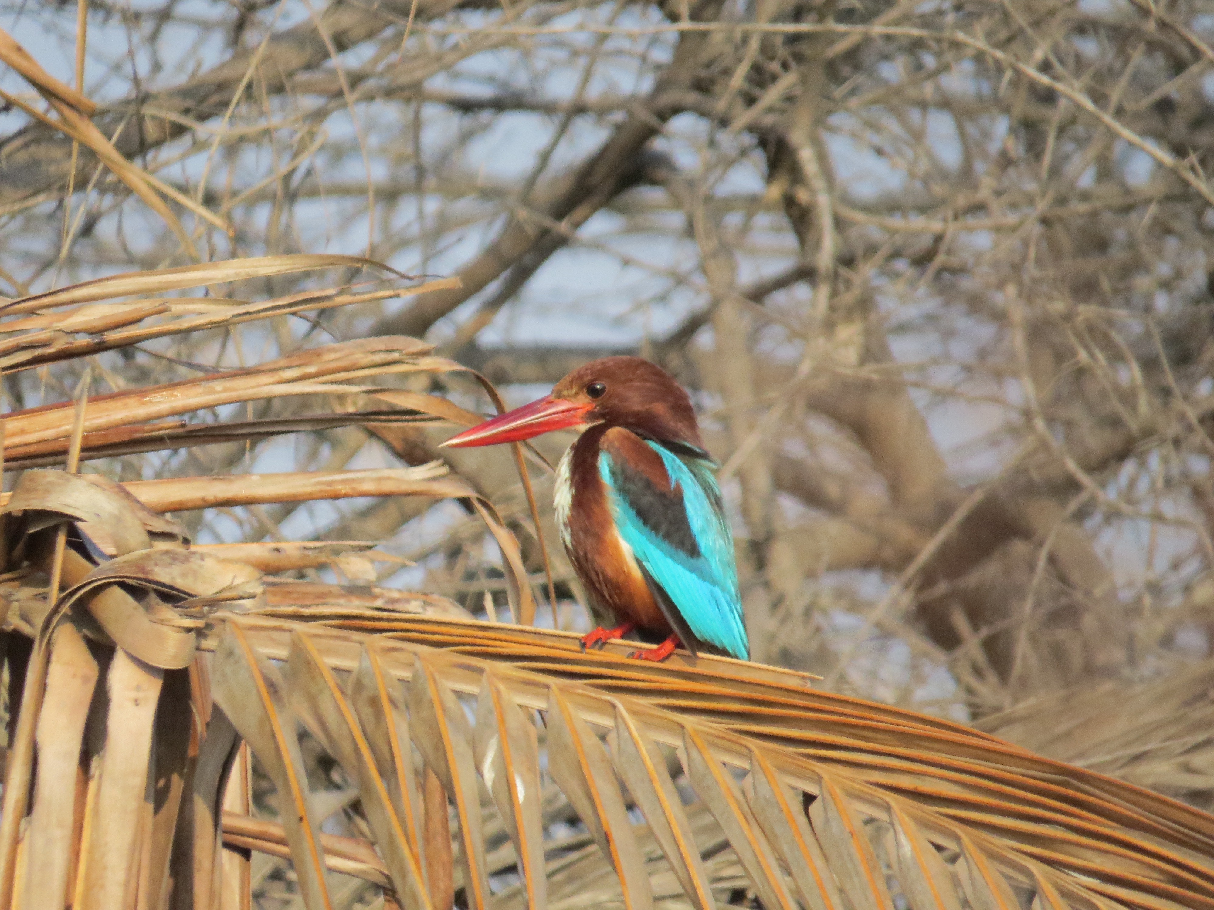 White-throated Kingfisher, Kazhipattur