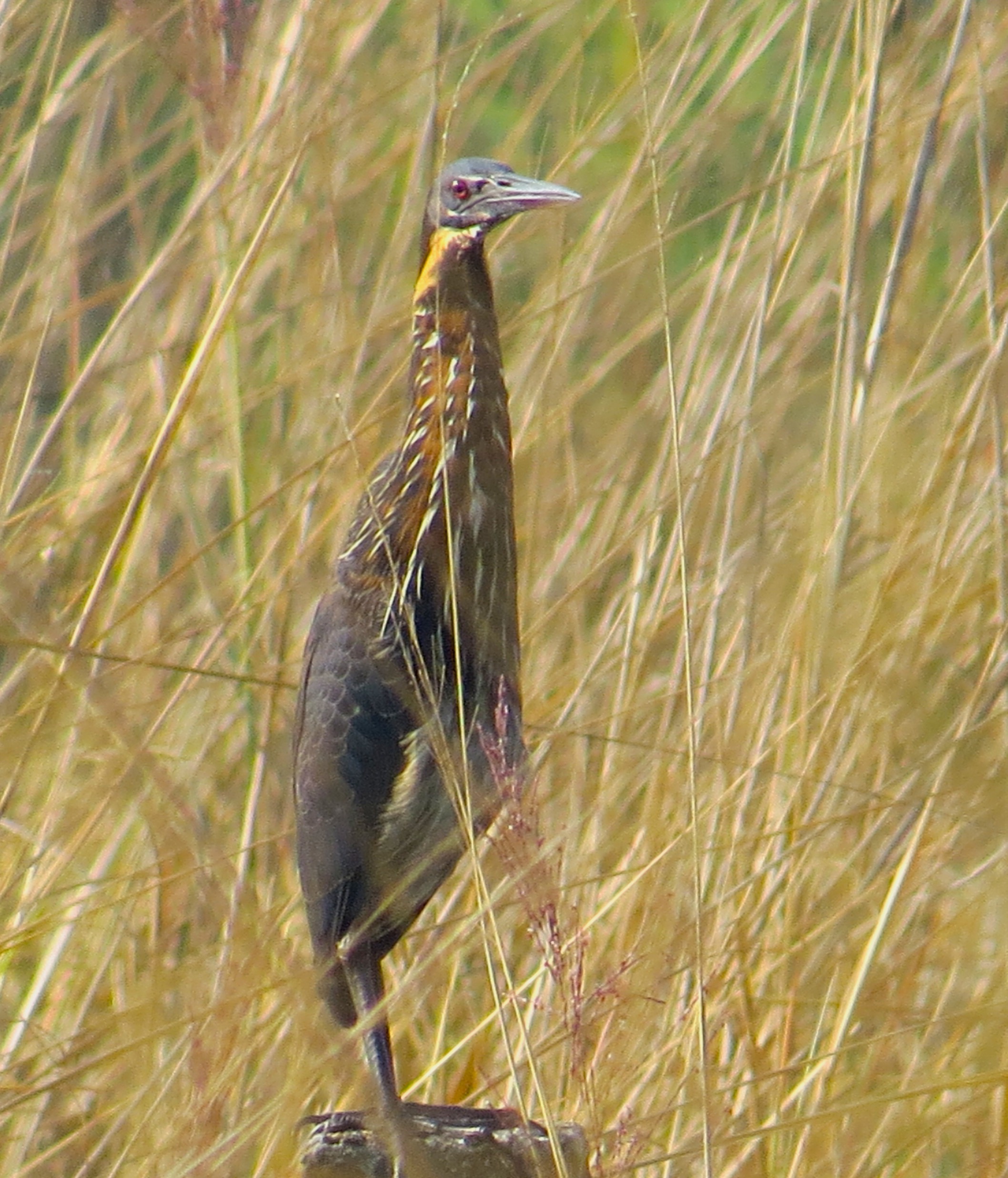 Black bittern, Kazhipattur