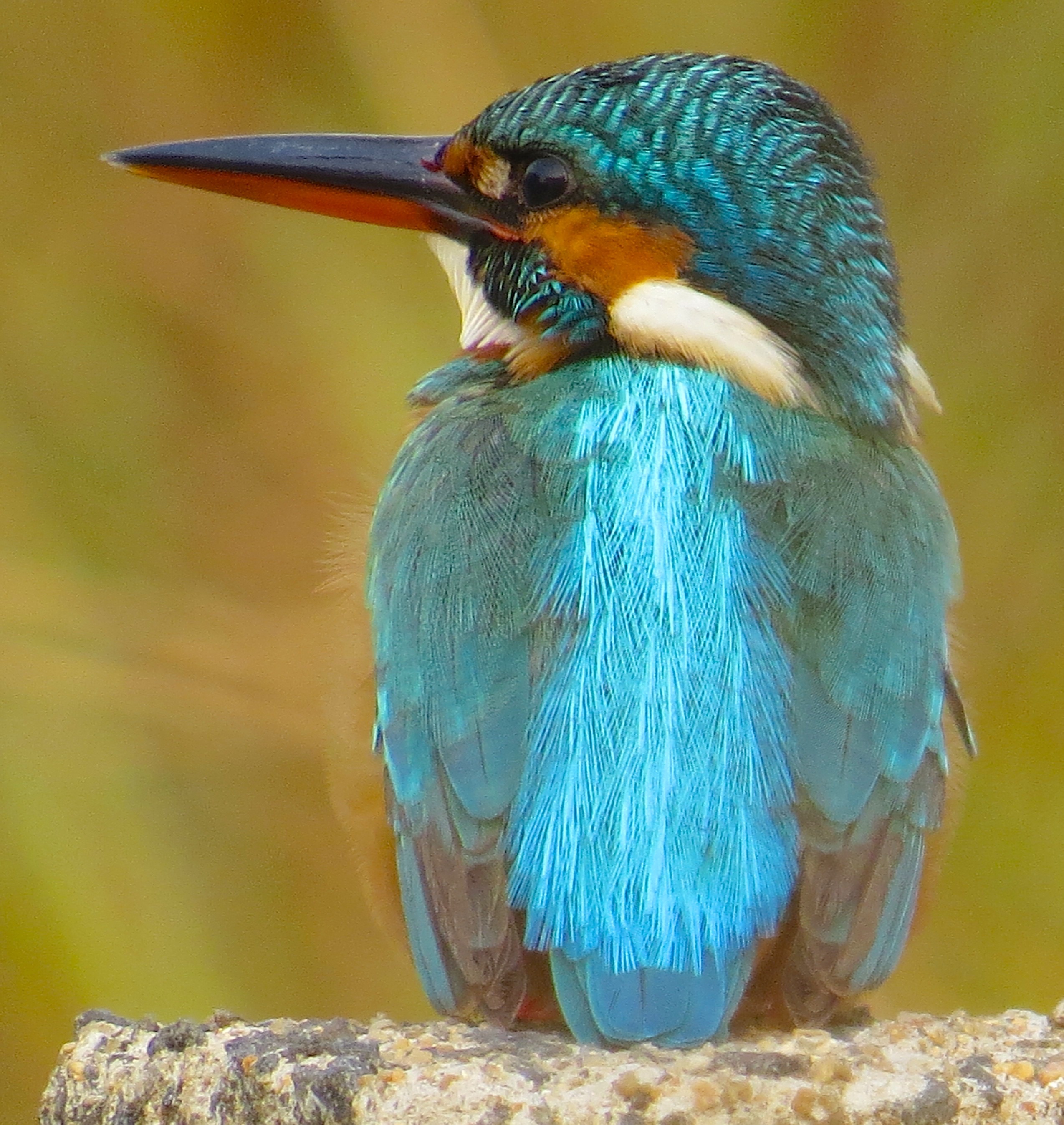 Common Kingfisher, Kazhipattur