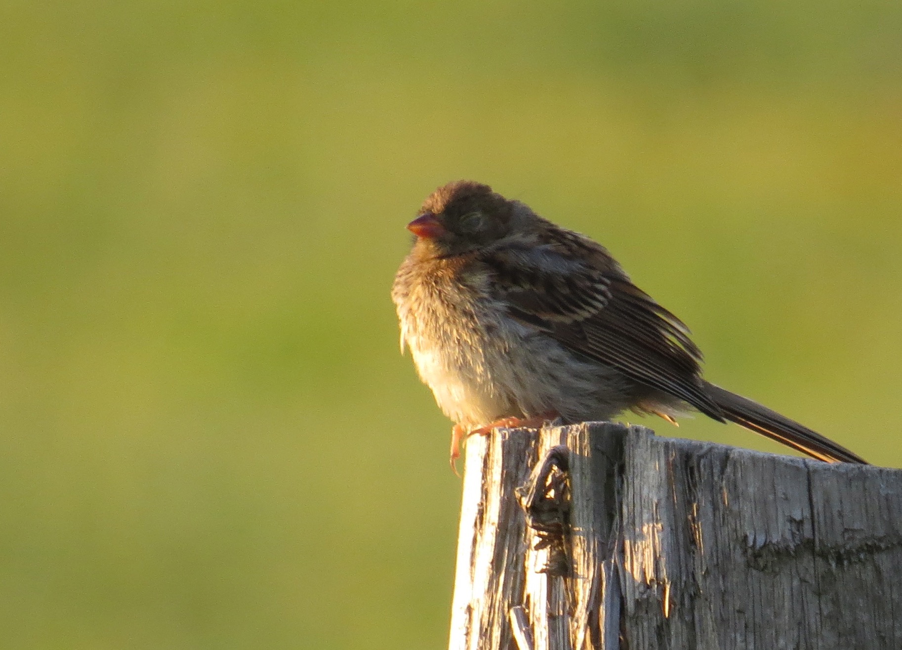 Juvenile Field Sparrow, Burlington, ON