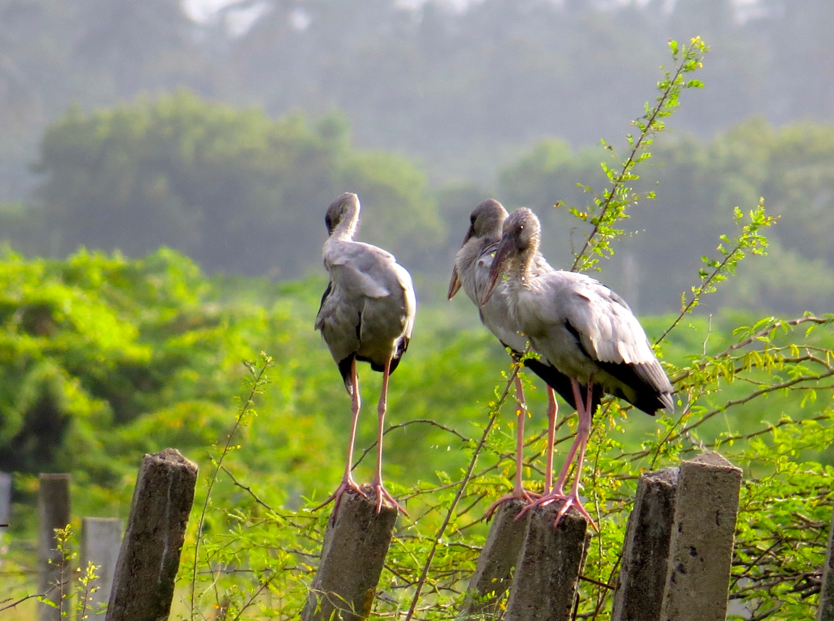 Asian openbill storks, Kazhipattur