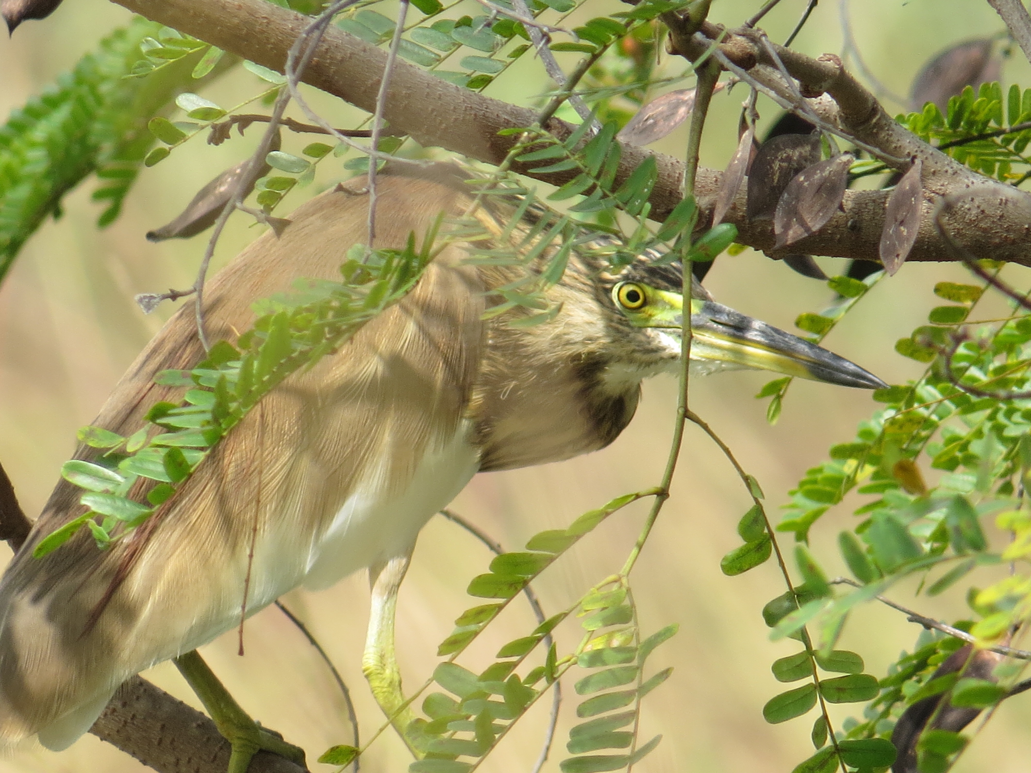 Pond heron, Kazhipattur