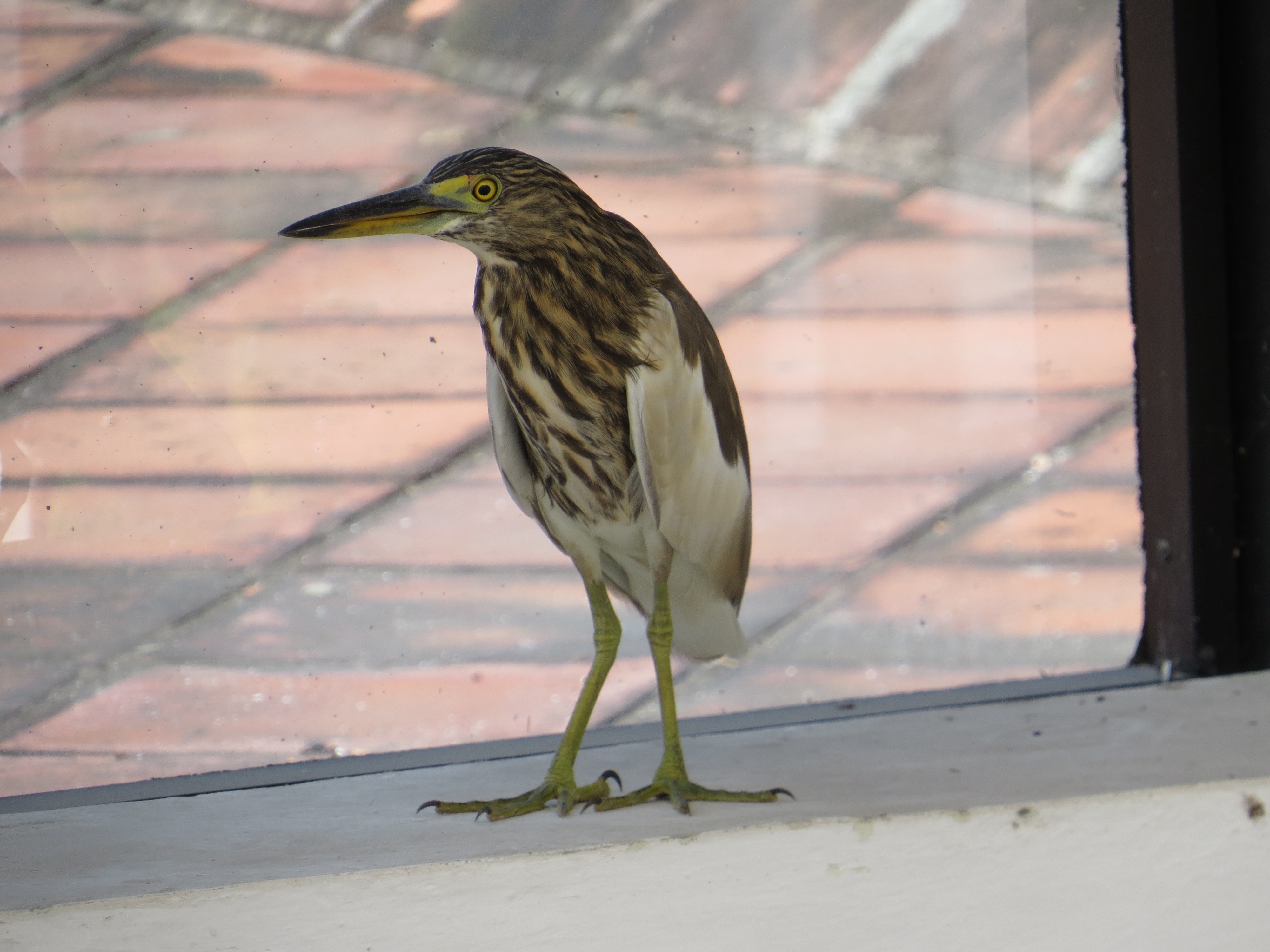 Pond heron, CMI