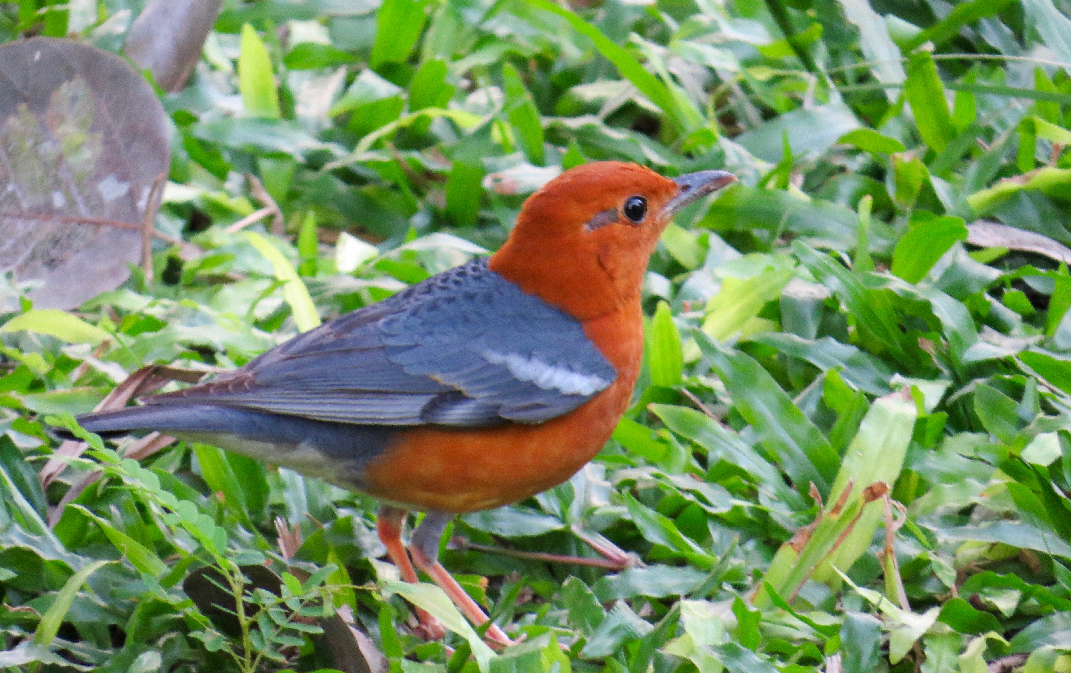 Orange-headed thrush, CMI