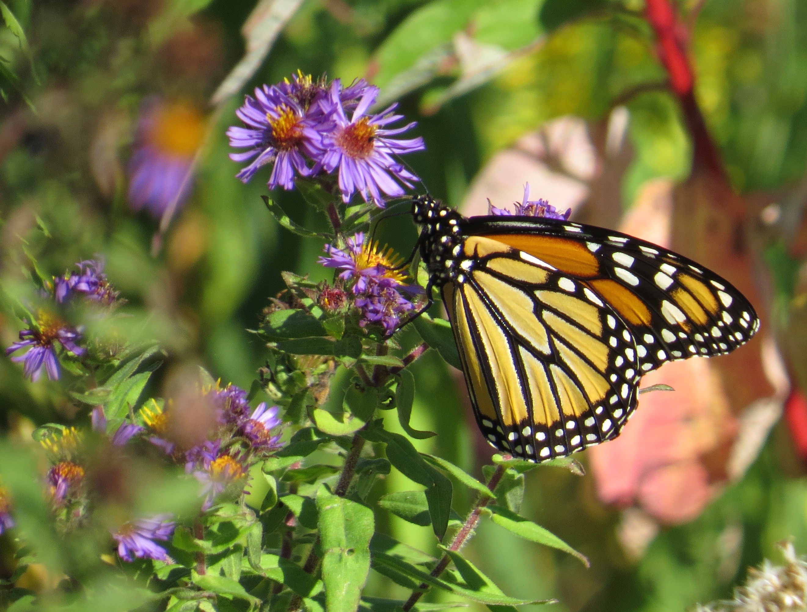 Monarch, Newmarket, ON 