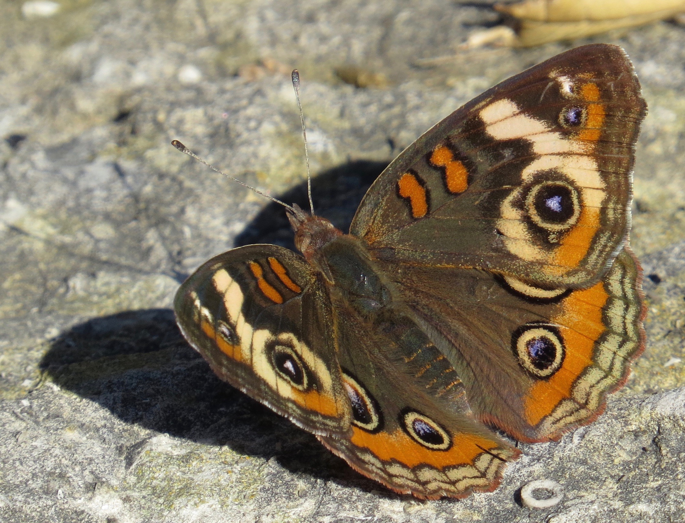 Common Buckeye, Toronto