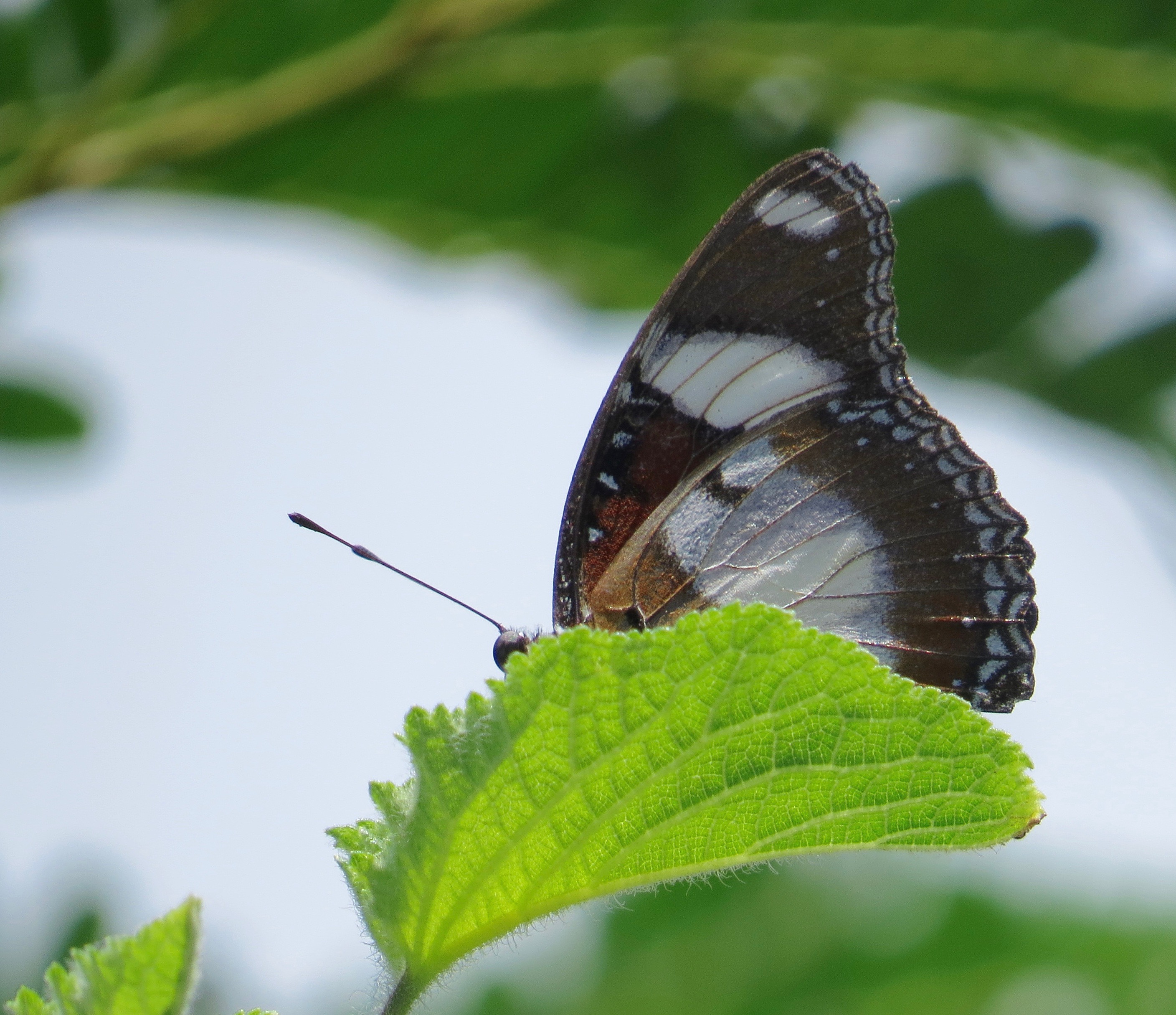 Danaid Eggfly (male), CMI