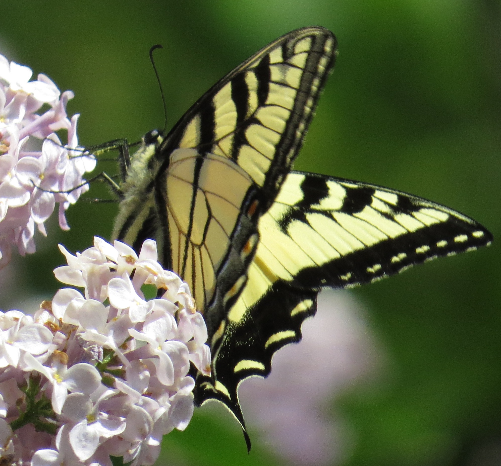 Eastern Tiger Swallowtail, Burlington, ON