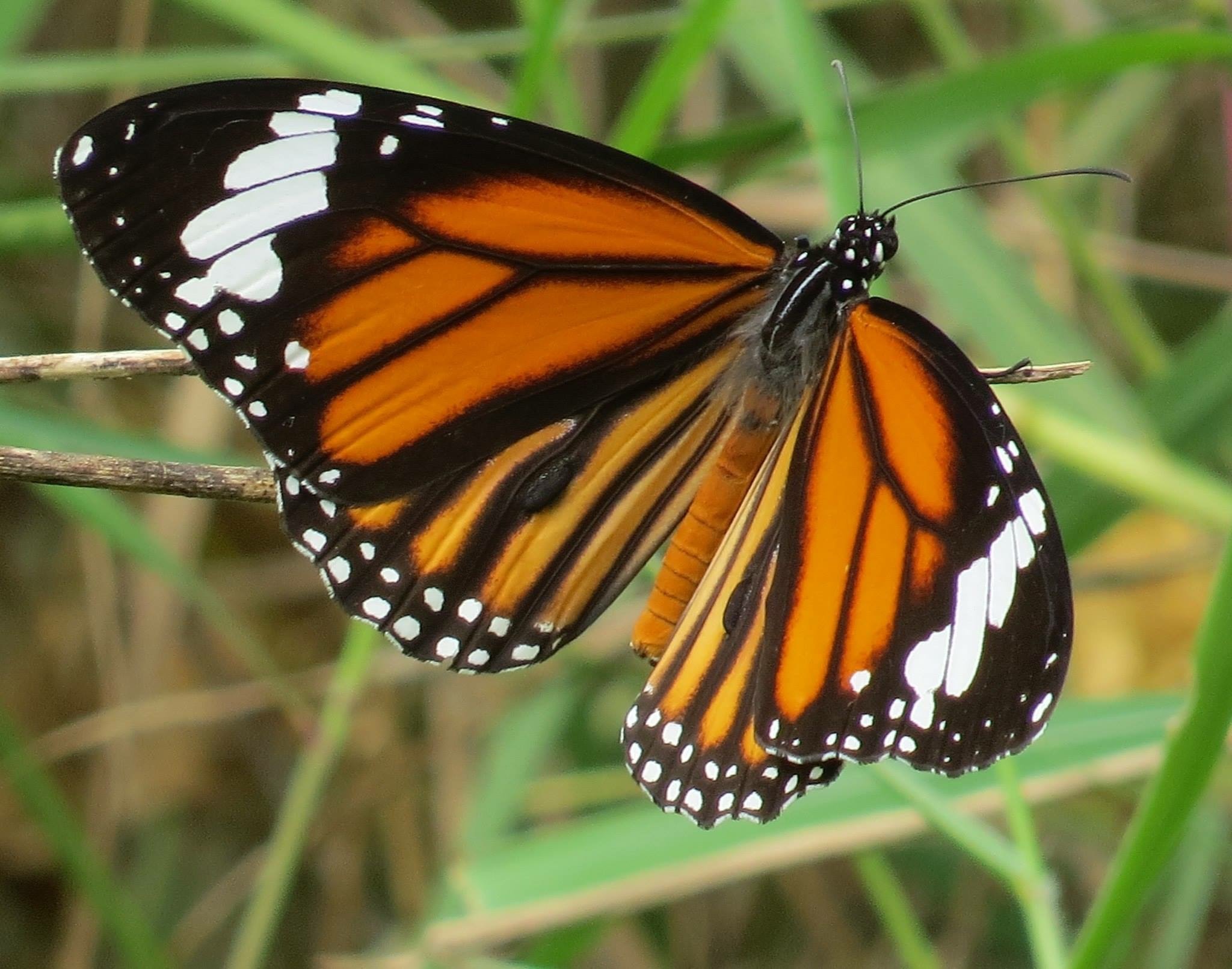 Common Tiger, Egattur