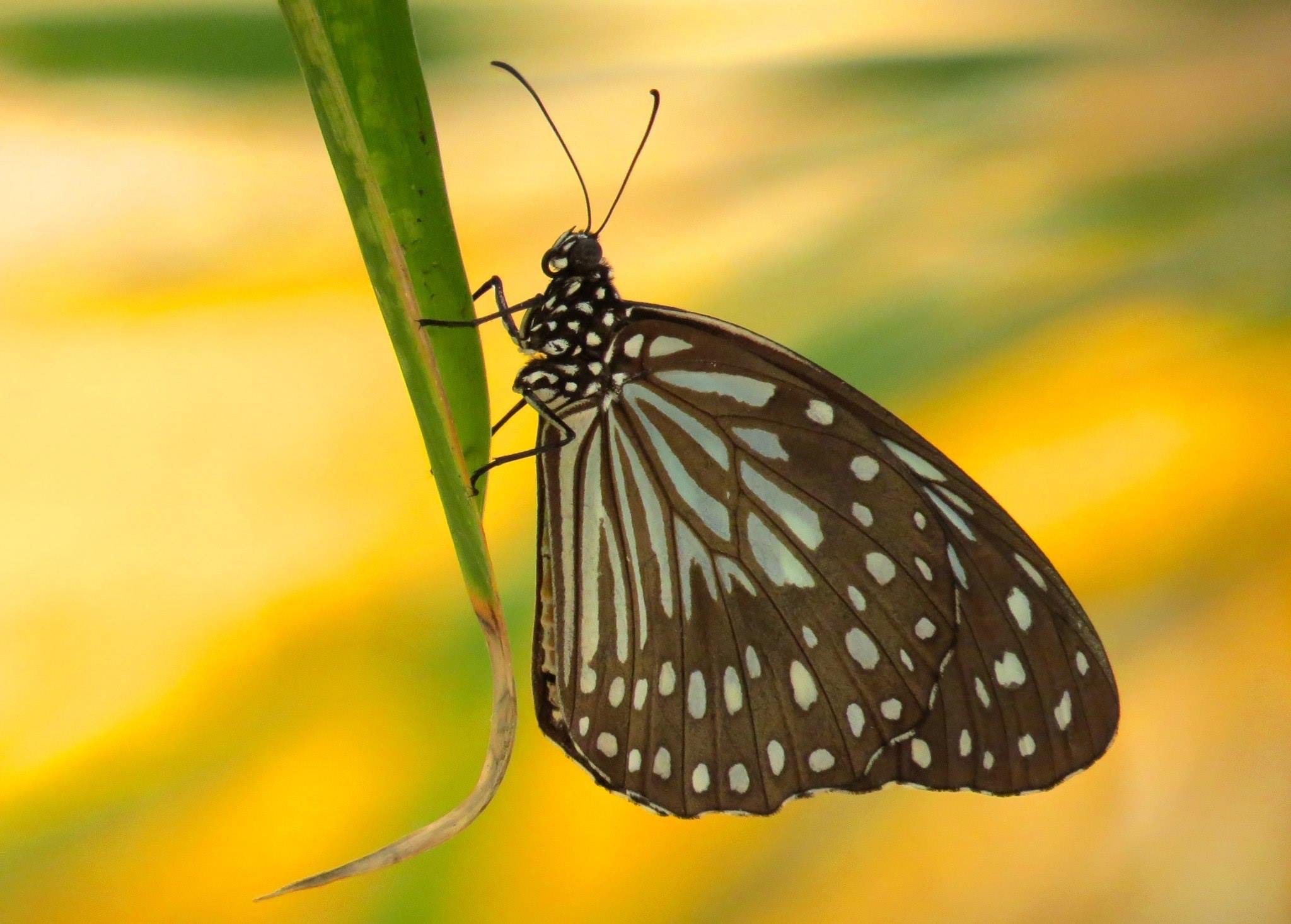 Dark Blue Tiger (female), CMI