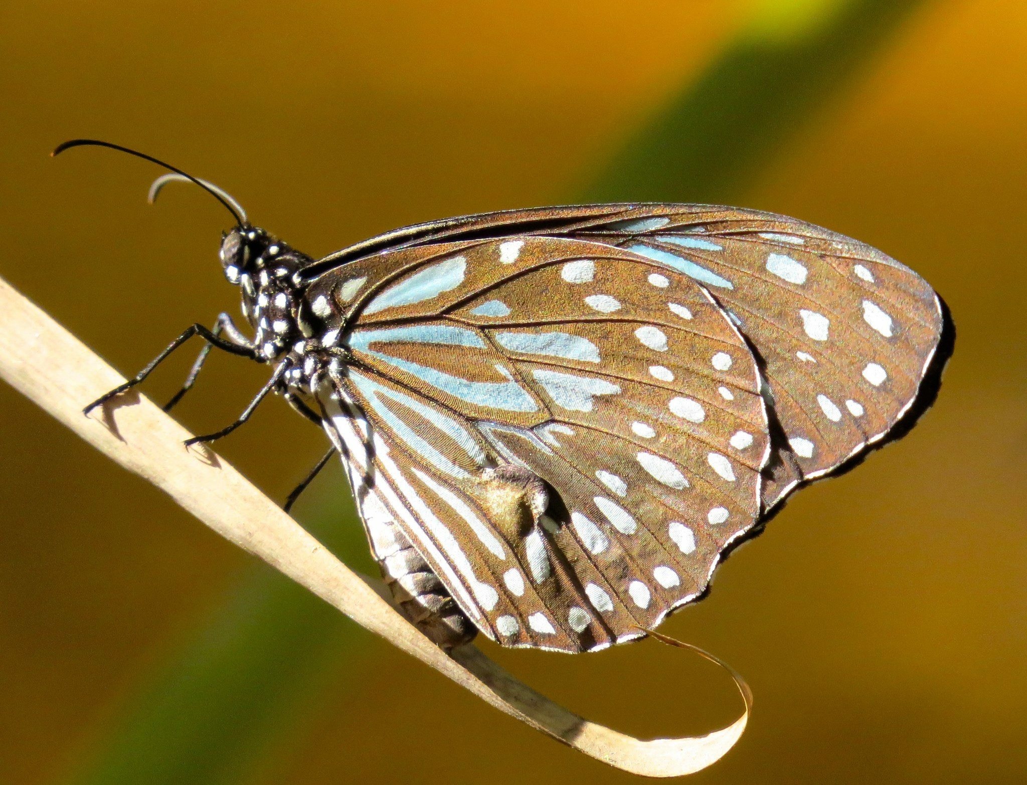 Dark Blue Tiger (male), CMI