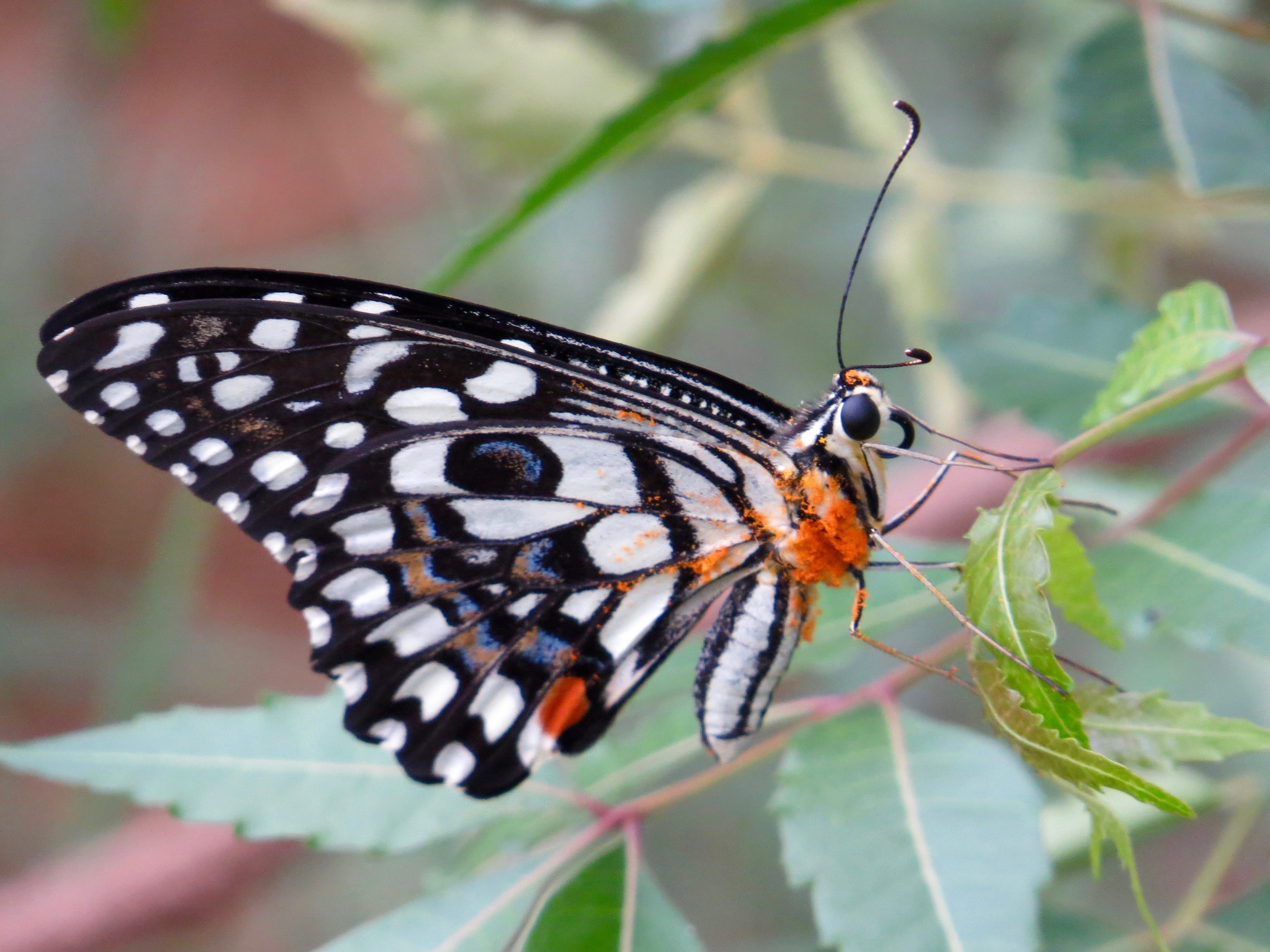 Common Lime, Egattur 