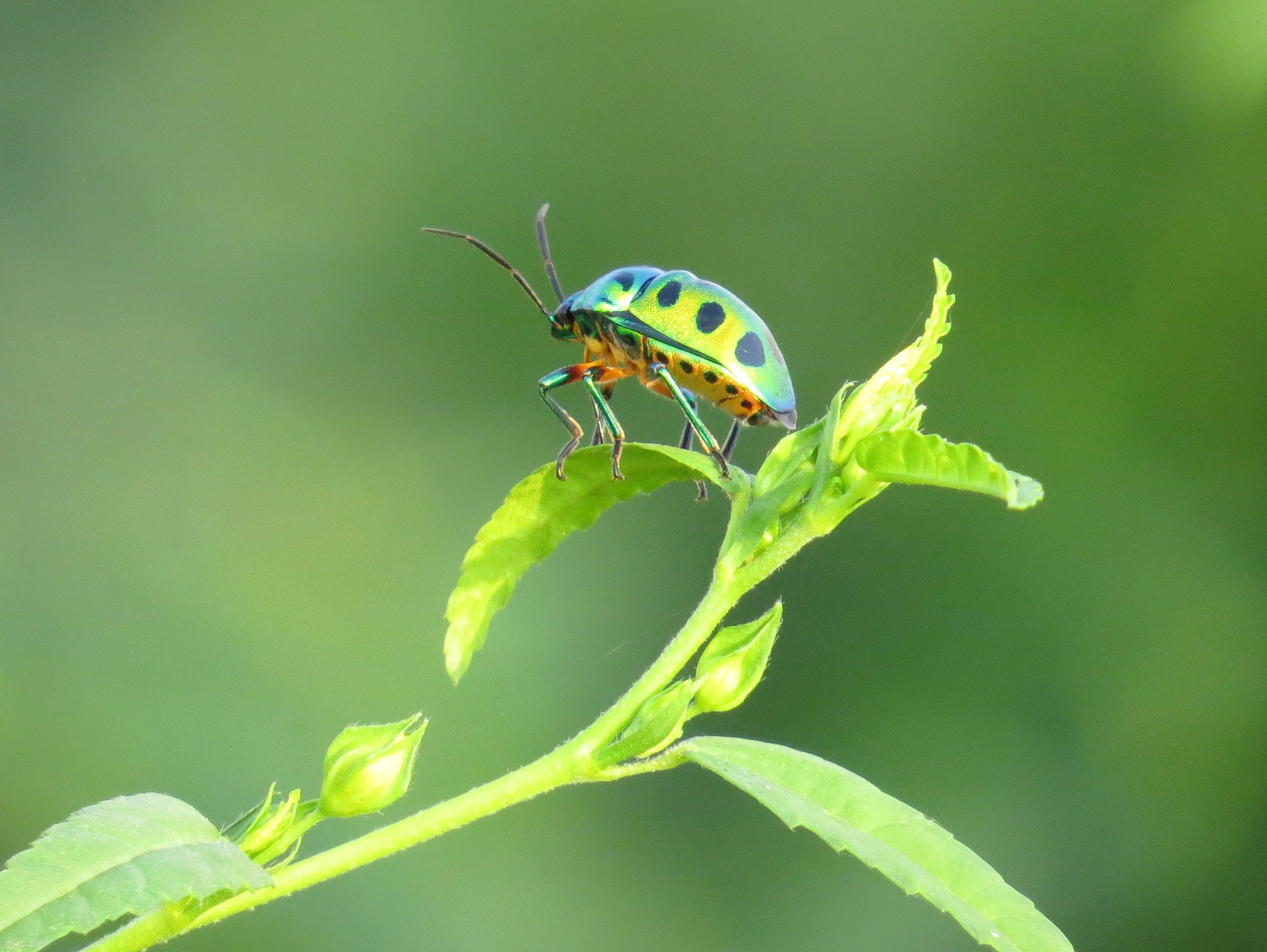 Green Jewel Bug, Padur
