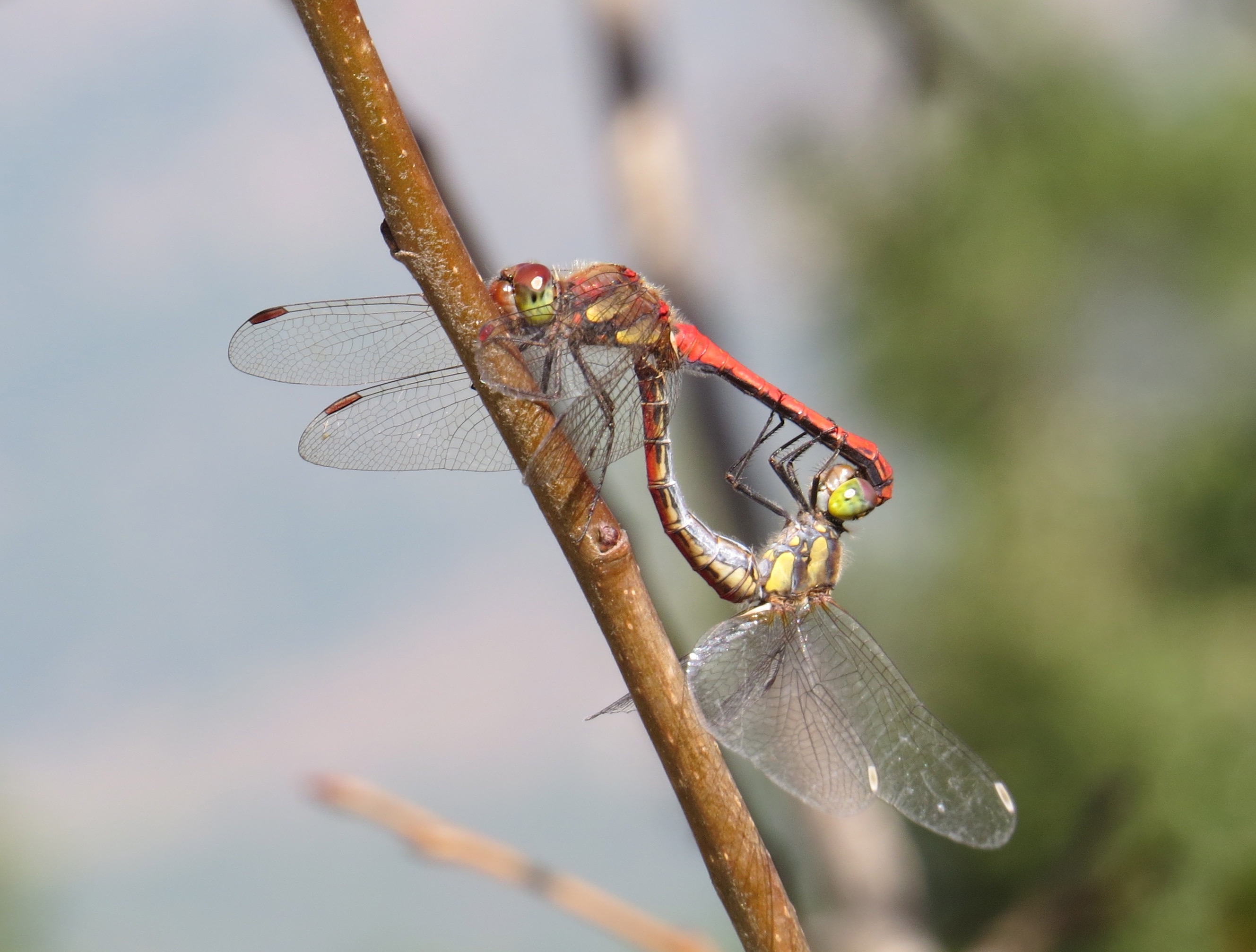 Sympetrum commixtum dragonfly, Kumaon